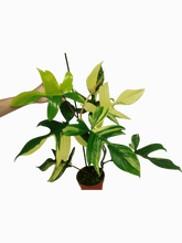 Philodendron Florida Beauty (zum aussuchen)